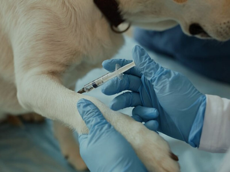 واکسن AIM آخرین داده های بالینی mRNA واکسن هاری را در 